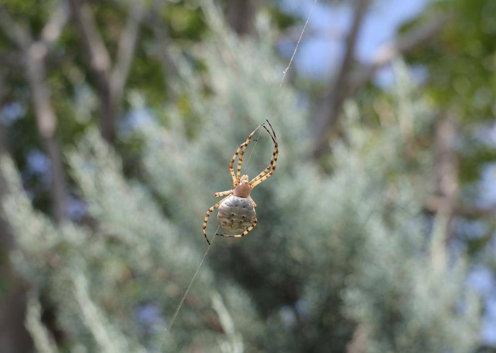 Dünyanın en zehirli örümceklerinden biri Aksaray’da görüldü! Vatandaşlar tedirgin 3